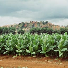Tamboril Tobacco plants
