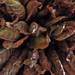Drying tobacco leaves in Tamboril
