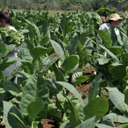 Tamboril fields of tobacco