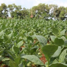 Tamboril fields of tobacco